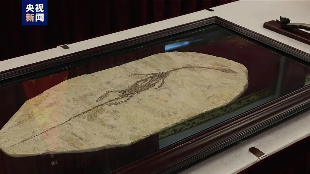 澳洲國家美術館向陸返還3件珍貴文物藝術品,其中包括潛龍化石。(圖/翻攝央視新聞)