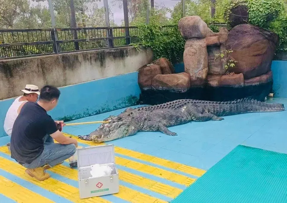 從台灣送到廈門一間動物園飼養的世界最大純人工圈養灣鱷「小河」帶著一身傷痕與病體離世。(圖/翻攝自Facebook@海基會(SEF) - 協商、交流、服務)