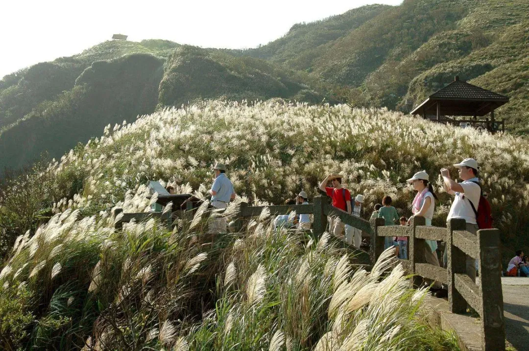 滿山遍野的菅芒花猶如銀色浪花。(圖/東北角管理處)