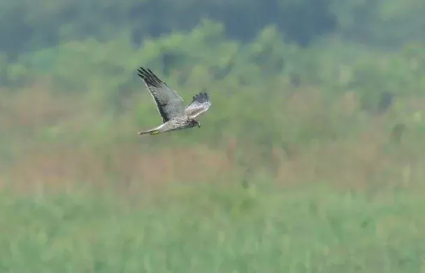 美國近期因野生鳥類感染禽流感,造成乳牛感染禽流感。(示意圖/pixabay)