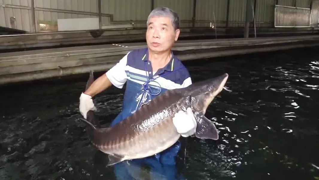 圖說:鱘龍魚養殖魚場 陳錦昌