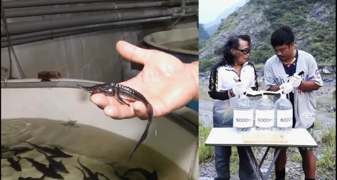 圖說: 魚骨裡的鱘龍魚龍筋