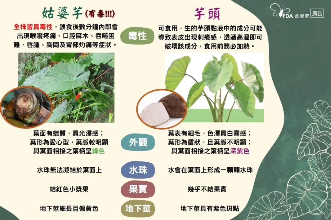 姑婆芋及芋頭的差別。（圖／食藥署提供）