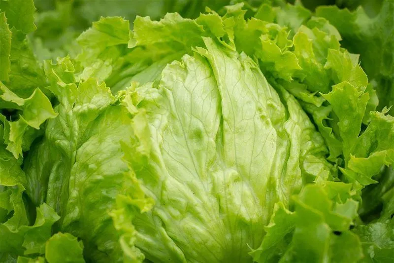 有內行網友說明,「洋生」就是大家俗稱的美生菜、包心萵苣。(示意圖/取自pixabay)