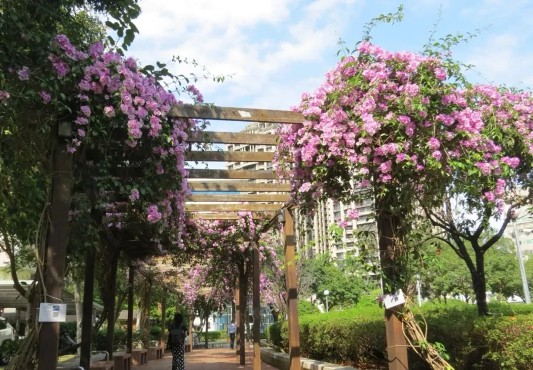 三重區的中山藝術公園，四季花木扶疏，當蒜香藤大爆發時花瀑垂落，民眾不妨漫步廊道下感受生活中的小浪漫。（圖／新北市景觀處）