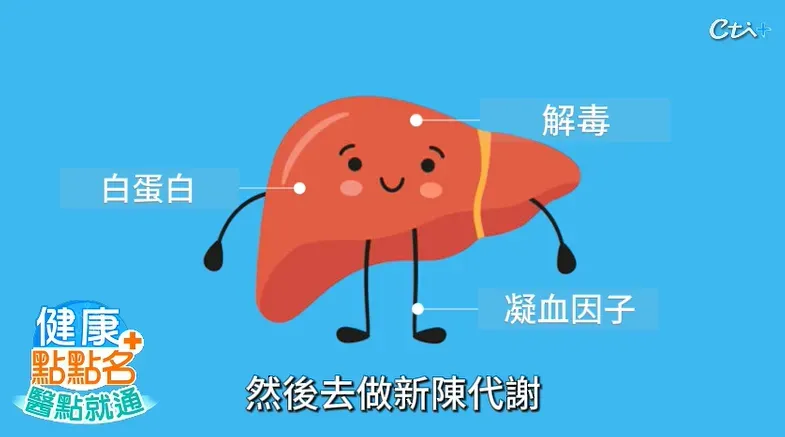 肝臟是我們身體「最大的化學工廠」。