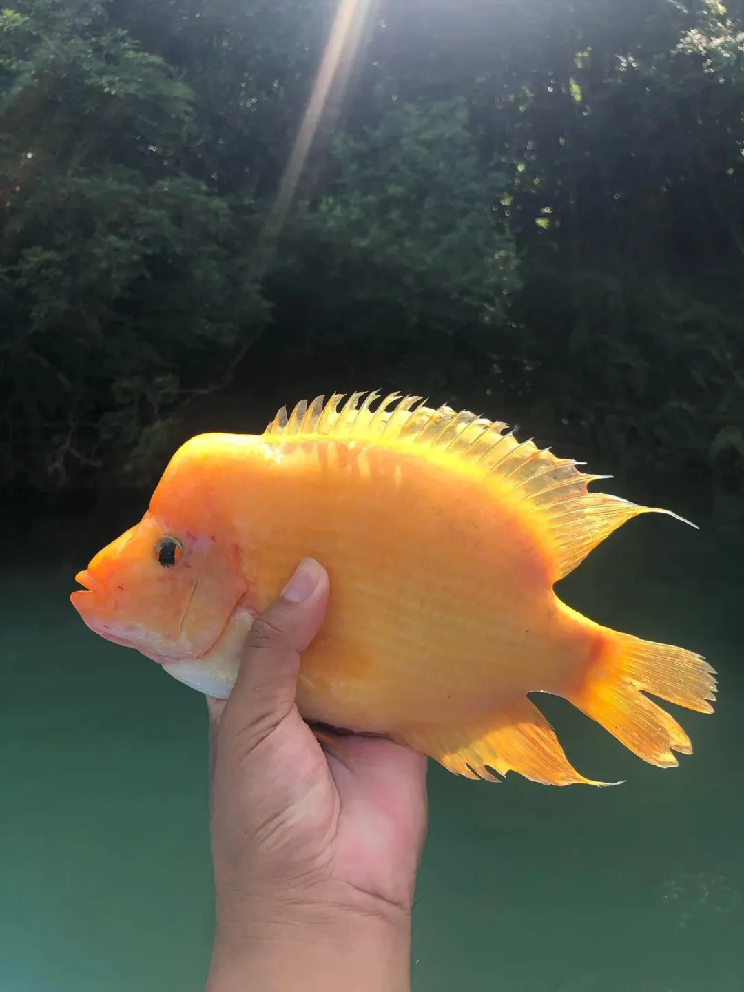 紅魔鬼。（圖／日月潭一等高提供）