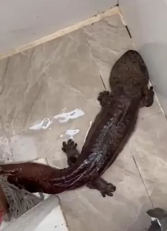 水管異物竟是活化石「娃娃魚」。(圖/翻攝搜狐千里眼)