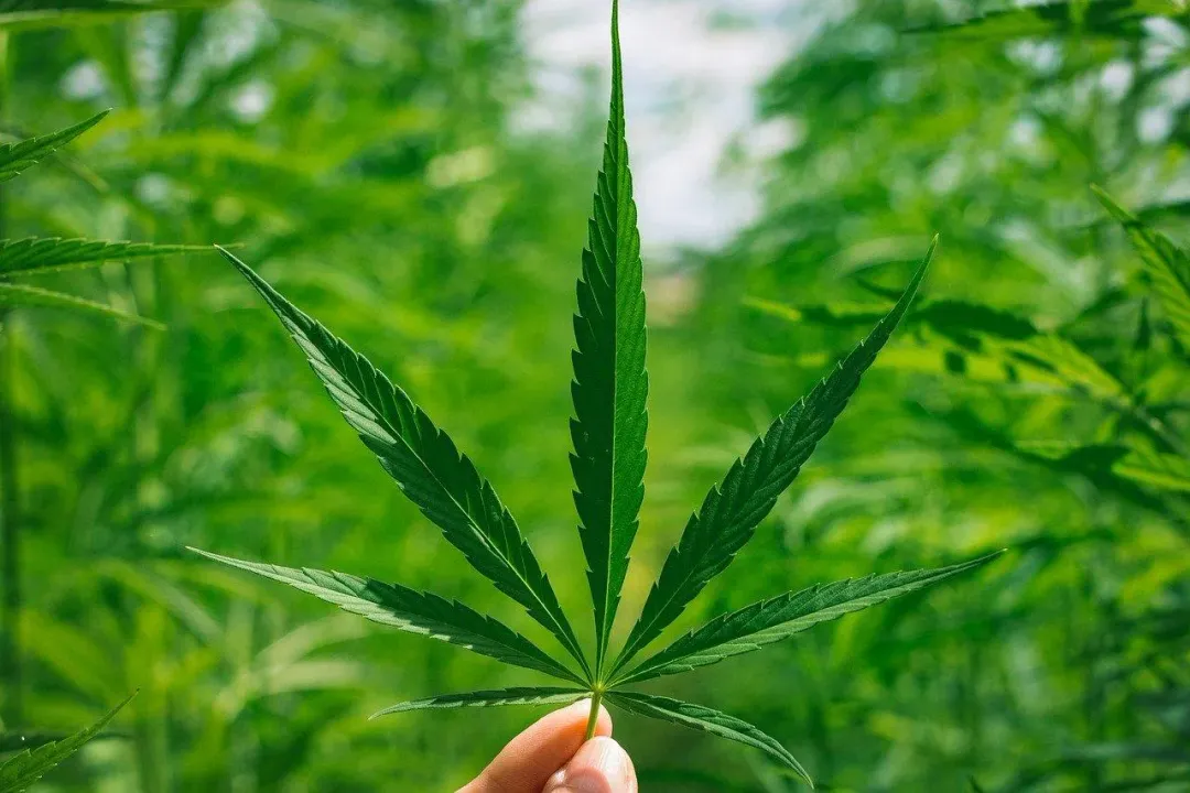 大麻的化學組成極為複雜，目前已知且萃取出的大麻酚高達60幾種。（示意圖／資料庫）