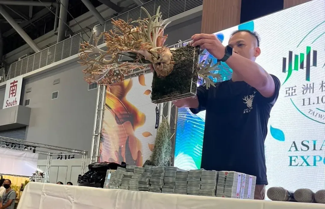 已經養大的金童鹿角蕨母株。（圖／艸植感提供）