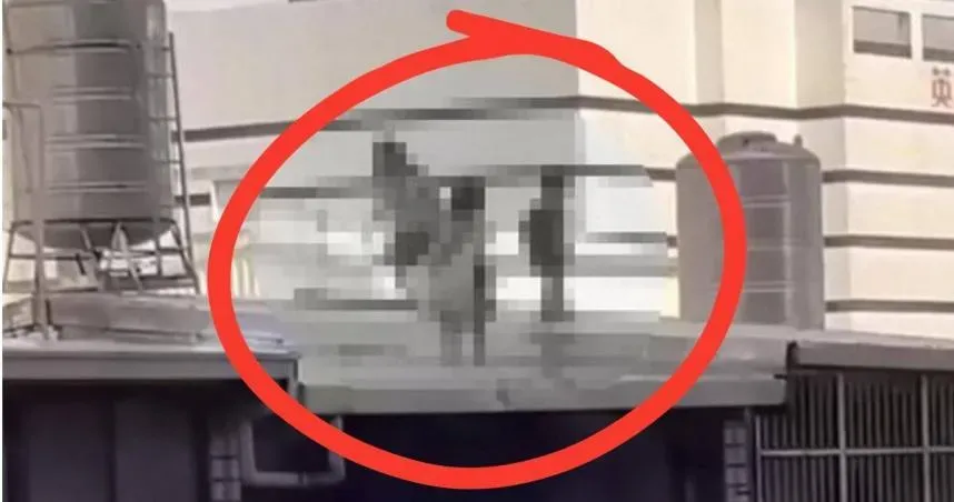 3童趁母睡著穿梭樓頂嬉戲嚇壞鄰居。(圖/翻攝畫面)