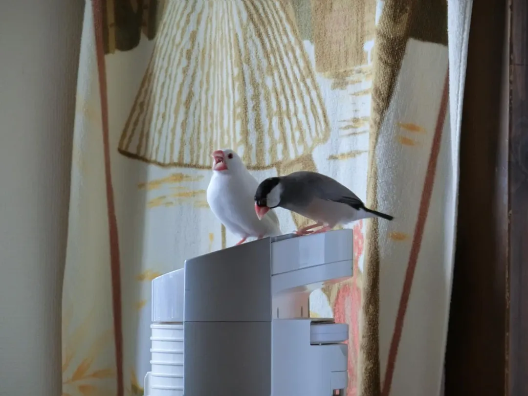 陳小姐到朋友家把玩飼養的文鳥，在餵食紫蘇子飼料時，不小心被文鳥啄傷左眼。(圖／photoAC)&nbsp; &nbsp;