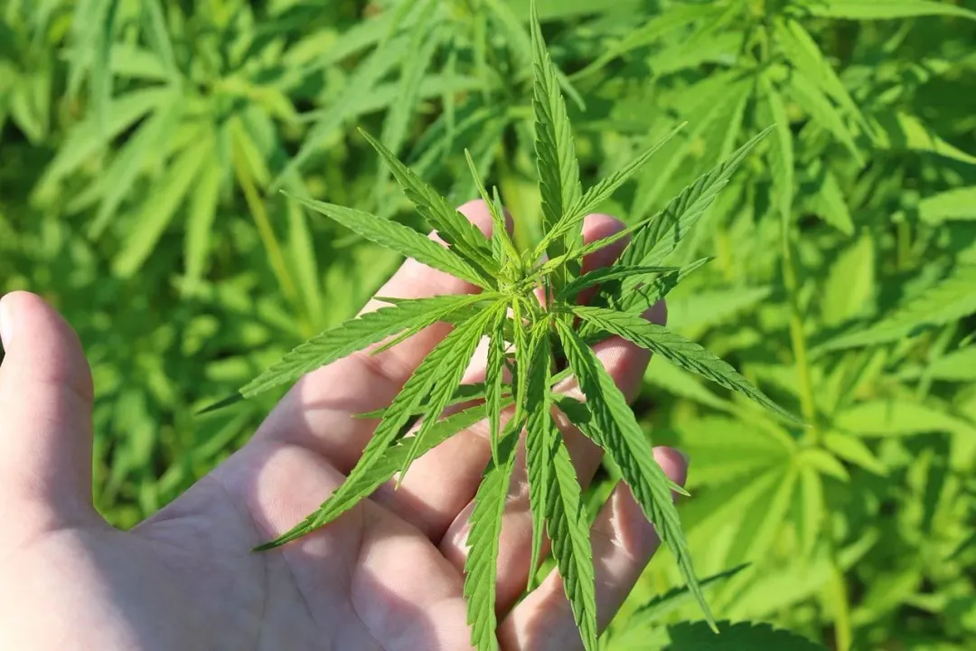 吸食大麻後會有興奮、放鬆的效果。(圖/pixabay)