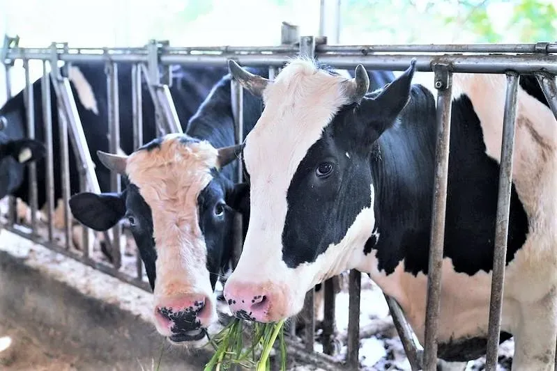 「耀輝牧場」除了可以看到可愛的乳牛,更提供烤肉、露營、食農教育和DIY活動。(圖/桃園市政府提供)