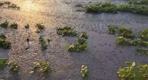 周遭紅豆田被泥漿淹沒。（圖／陳玉意提供）