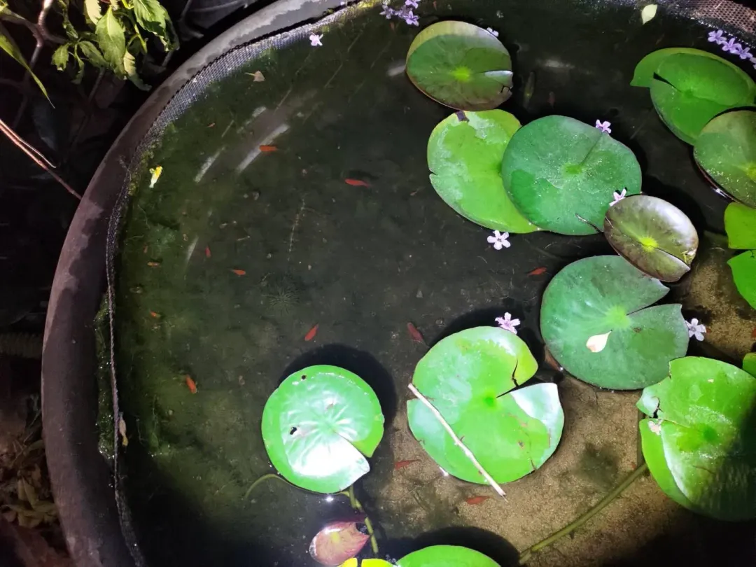 孔雀魚被吃得只剩下一點點。（圖／翻攝畫面）