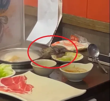 一名女網友和友人到板橋一間火鍋店用餐,期間突然從天花板落下一隻超大隻的老鼠。(圖/翻攝自Facebook@我是板橋人)
