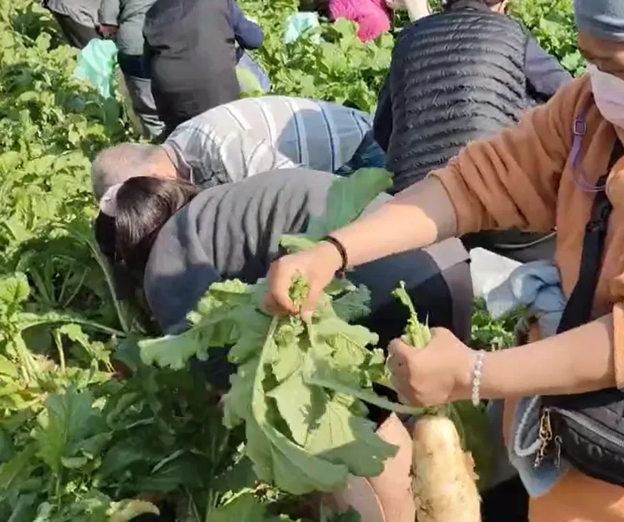 許多民眾熟練的將蘿蔔葉折掉不要，也有人帶回去準備另做料理。（圖／中天新聞）