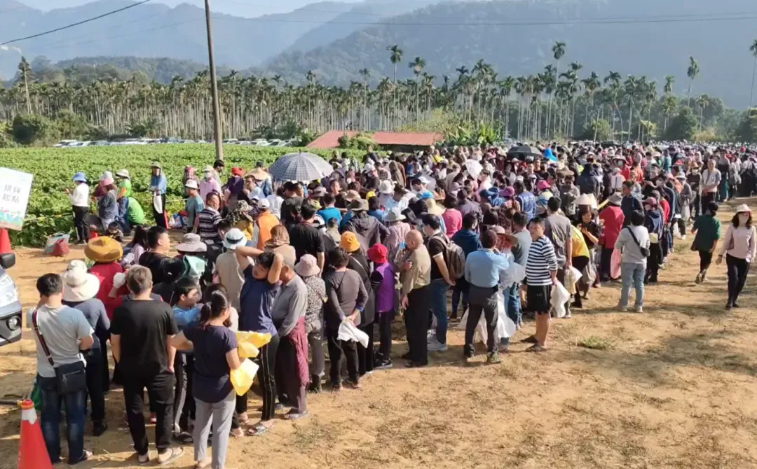 埔里拔蘿蔔活動很受歡迎，26日活動僅限1000個名額卻來了超過2000人想參加。（圖／中天新聞）