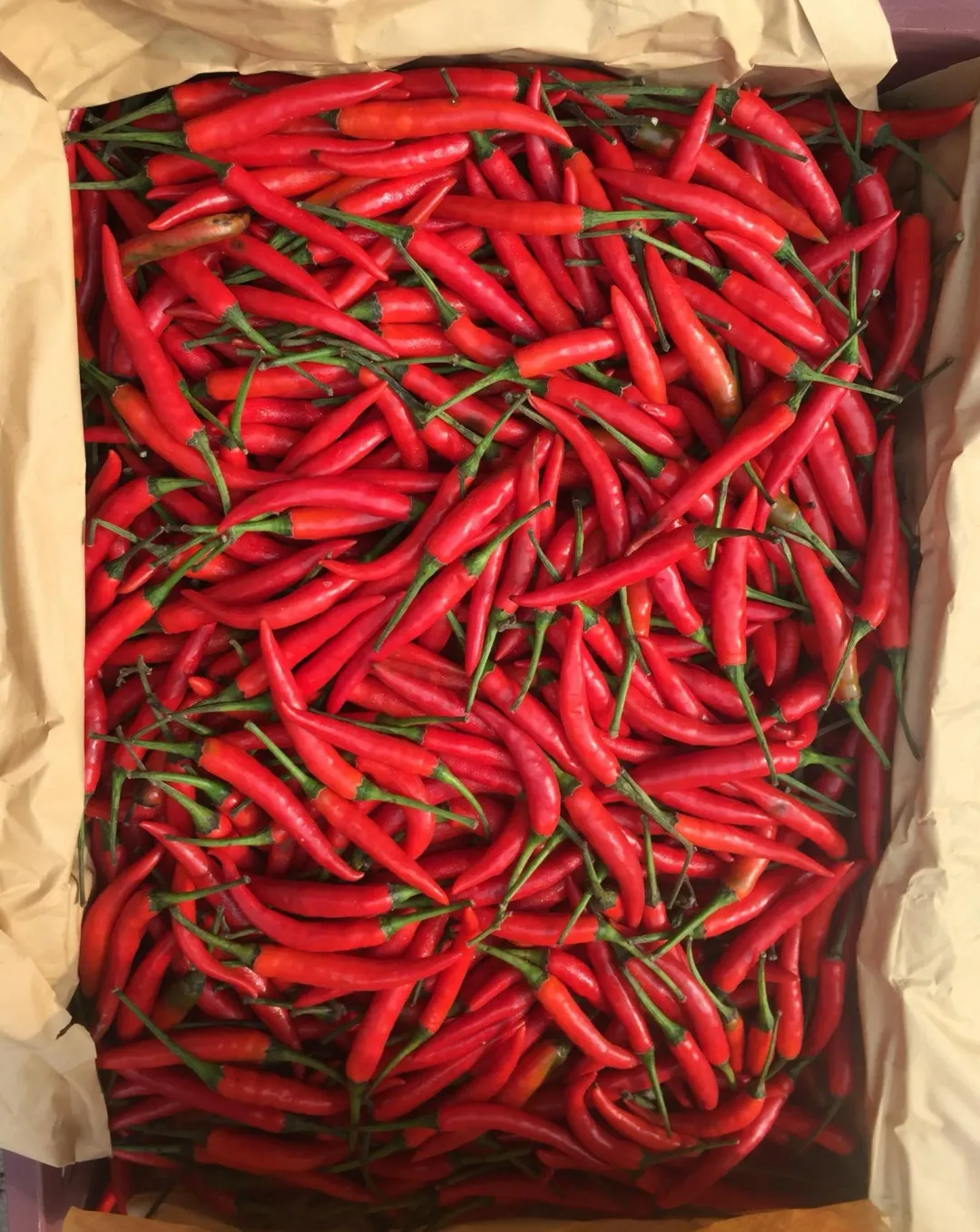 大陸進口「辣椒(FRESH CAPSICUM)」檢出農藥殘留含量不符規定。（圖／食藥署）