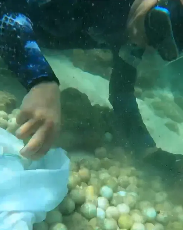 民眾趴在海底盡力多收一些高爾夫球，但還有很多球至今還沉在海底影響生態。（圖／翻攝自X@a4444888）