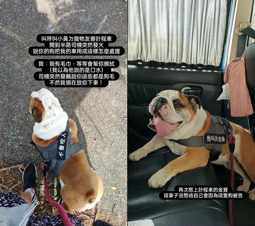 吳夢夢的愛犬「金寶」。（圖／吳夢夢monmon.tw FB）