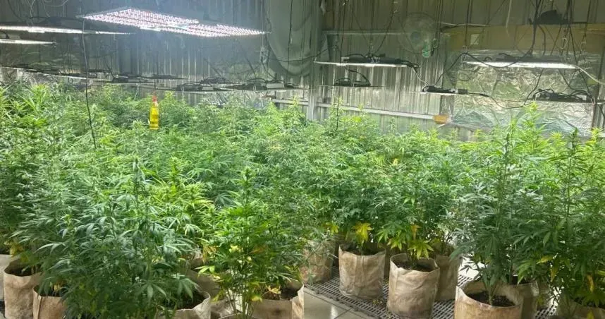 桃園警方於今年6月搗破毒工廠,共查扣大麻植株289餘株、栽種設備工具、手機等證物。(圖/翻攝畫面)