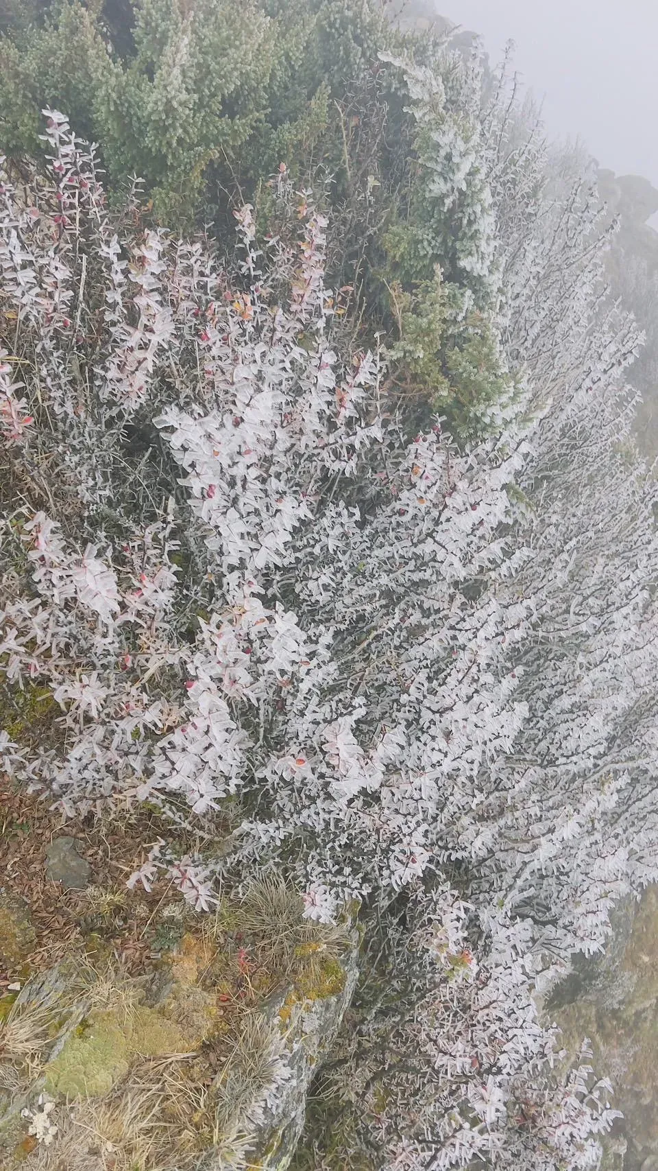 玉山北峰霧淞宛如人間仙境。（圖／玉管處提供）