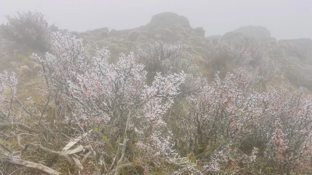 玉山北峰也觀測到霧淞。（圖／玉管處提供）