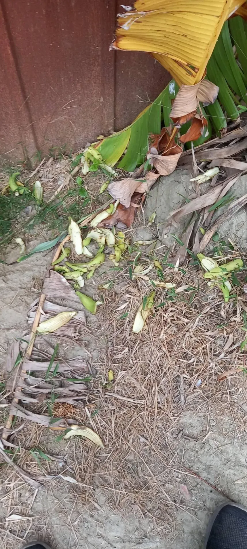 香蕉樹被猴子破壞。（圖／陳建良提供）