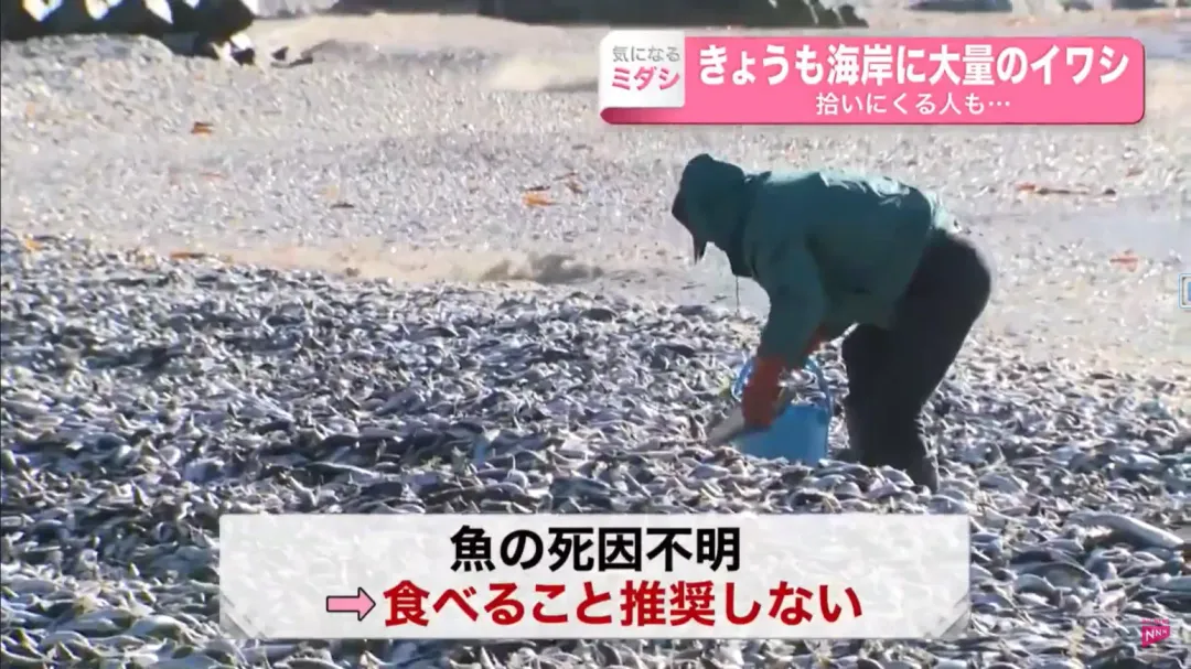 當局表示因為魚群死因尚未查明，不建議民眾將其料理食用。（圖／翻攝自NTV）