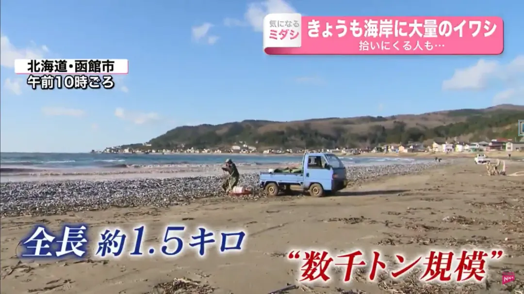 當局統計這些魚屍可能重達數千噸。（圖／翻攝自NTV）