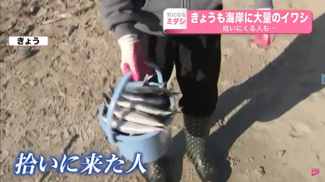 不少民眾到海灘撿魚回家吃。（圖／翻攝自NTV）