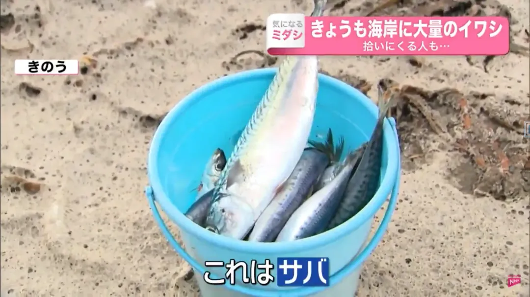 民眾展示戰利品，魚屍不只有沙丁魚（イワシ）還有鯖魚（サバ）。（圖／翻攝自NTV）