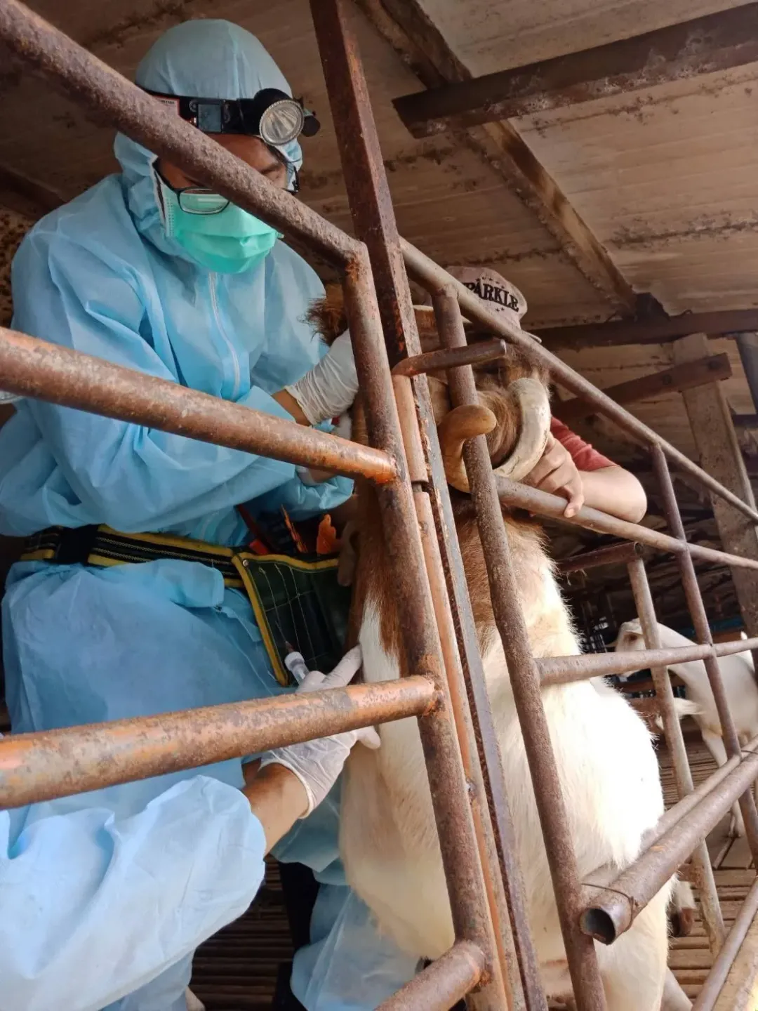 屏東縣政府動物防疫所執行每年例行性全縣乳羊監測。(圖/屏東縣政府提供)