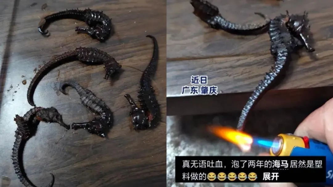 才發現泡了2年的海馬竟是塑膠做的，用火燒還會收縮。（圖／翻攝百度）