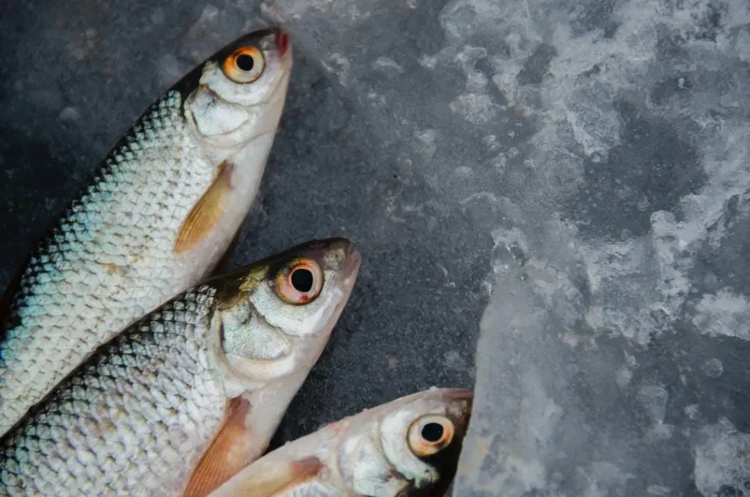 人工養殖魚類的生態系統與野生環境不同,可能對人類健康和環境產生不同的影響。(圖/pexels)