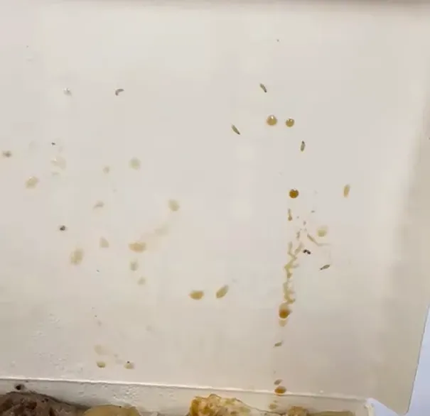在便當蓋上方可看到小小的白色蛆蟲爬行。(圖/翻攝自Facebook@●【爆廢公社】●)
