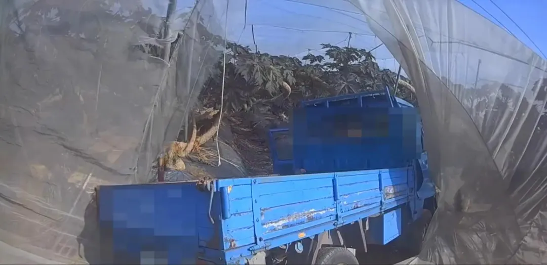 小貨車撞進木瓜園內。(圖/翻攝畫面)