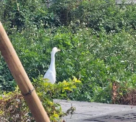 網友貼出一張疑似雞隻及白鷺鷥之類的鳥類在街上遊蕩。（圖／翻攝PTT）