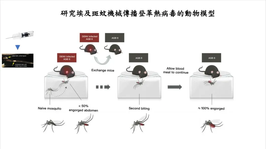 團隊利用動物實驗證實，埃及斑蚊可能透過類似共用針頭的傳播模式完成登革病毒的傳播。（圖／國衛院）