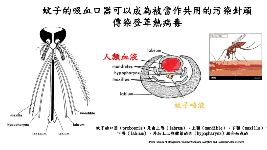 研究團隊利用動物實驗證實，埃及斑蚊可能透過類似共用針頭的傳播模式完成登革病毒的傳播。（圖／國衛院）