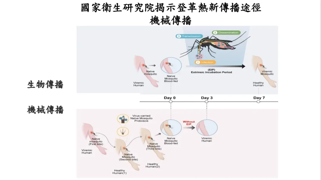 登革熱新傳播途徑。（圖／國衛院）