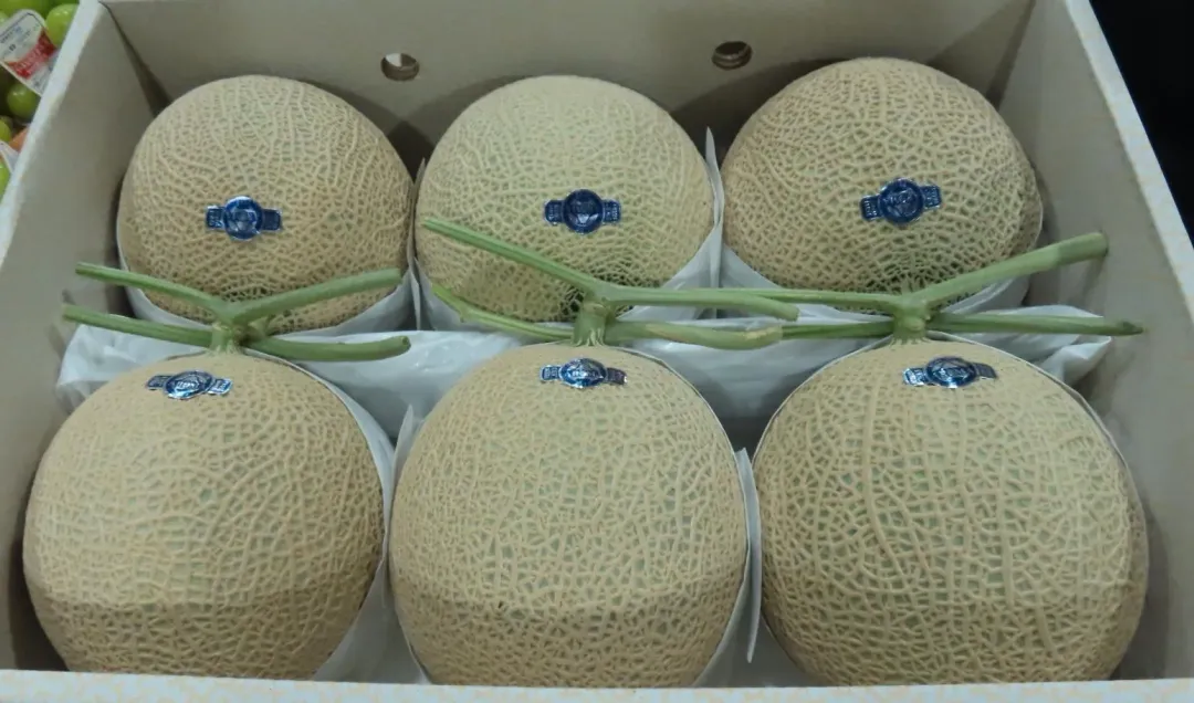 日本進口「哈密瓜(FRESH MUSK MELON)」檢出農藥殘留含量不符規定。（圖／食藥署提供）