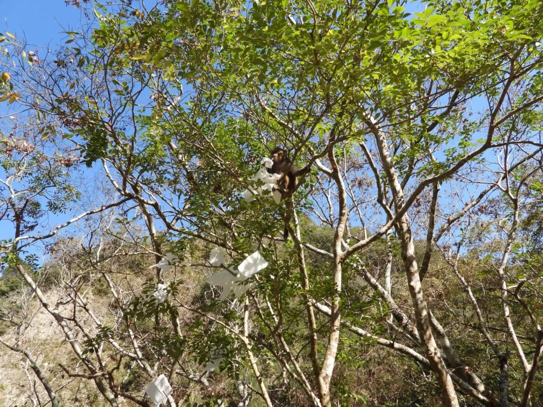 獼猴把整包衛生紙拆開亂丟。（圖／翻攝自臉書太魯閣國家公園）