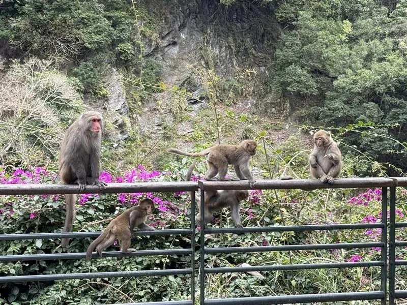 猴群在天祥地區出沒。（圖／翻攝自臉書）