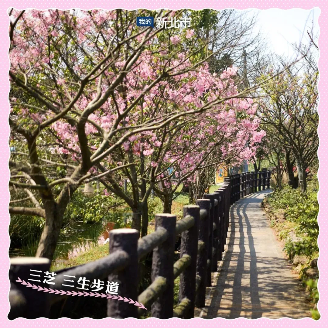 新北市三芝區櫻花季將於2024年3月登場。圖為2023年三生步道櫻花盛開景觀。（圖／翻攝自Facebook@我的新北市）