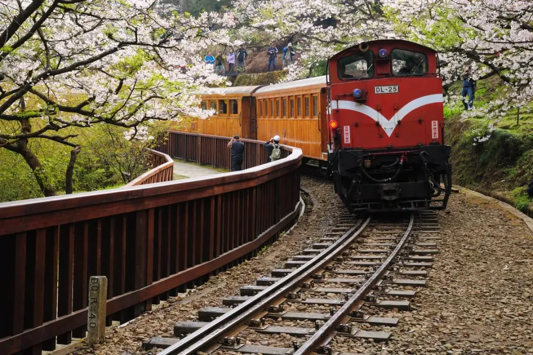阿里山小火車賞櫻。（圖／易遊網提供）
