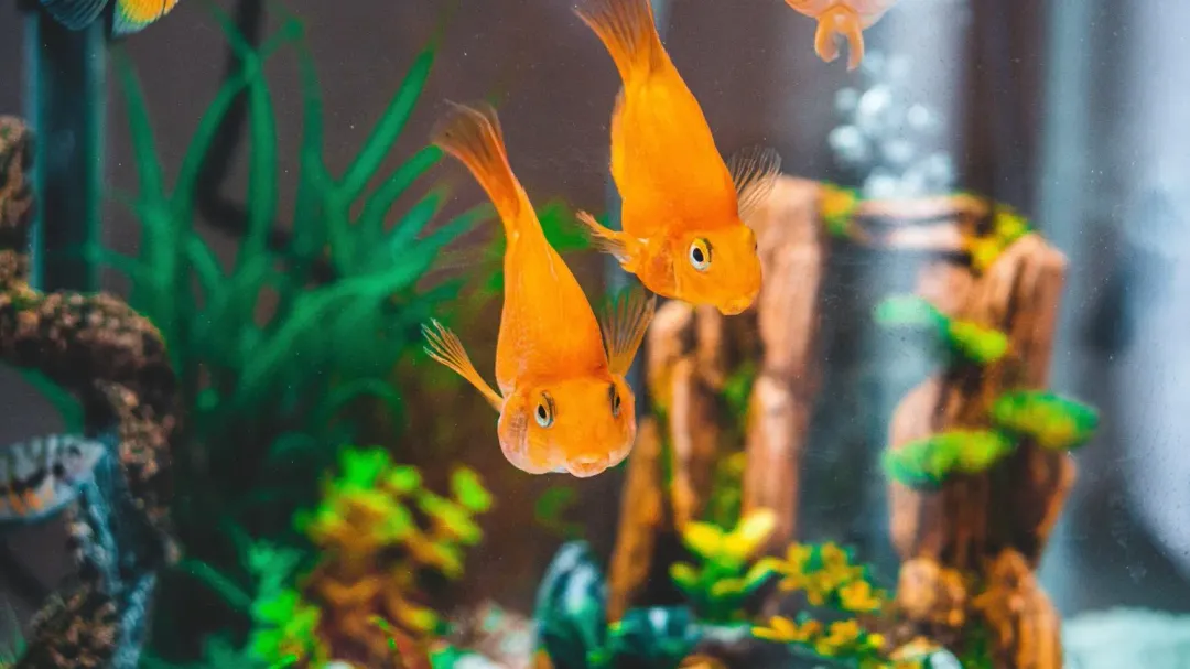 家中東北方擺上小魚缸可求財。(示意圖/Pexels)