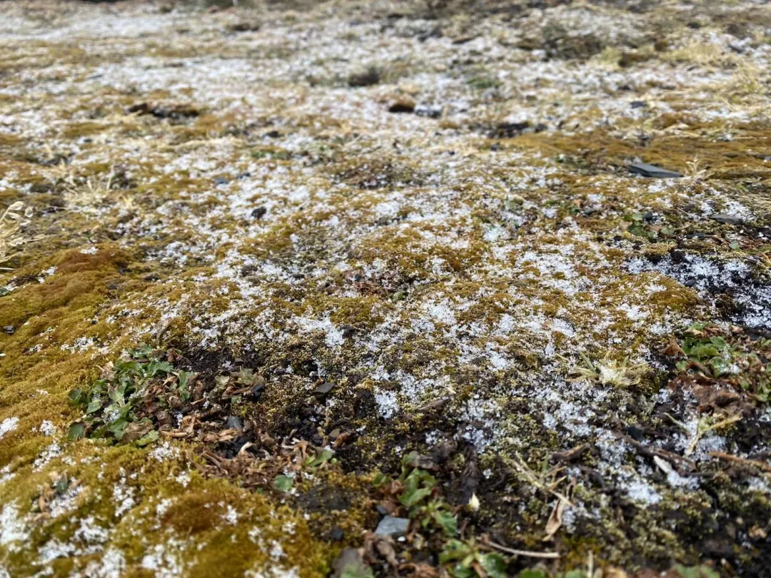 玉山下雪了。(圖/中央氣象署)